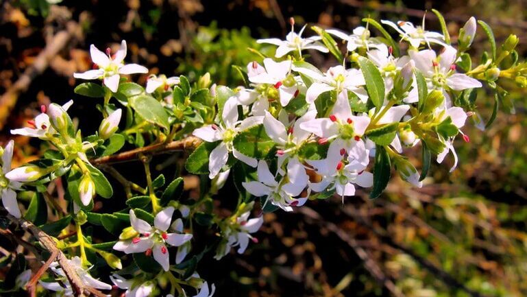 Buch odejde v cystolaxu